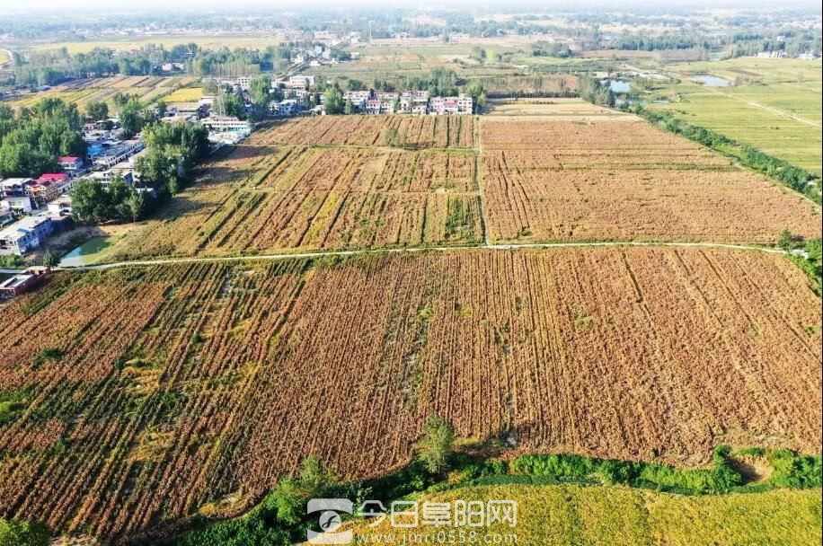 “硬核”文王贡,万亩高粱大丰收!开启文王首届高粱节摄影大赛 “硬核”文王贡,万亩高粱大丰收!开启文王首届高粱节摄影大赛