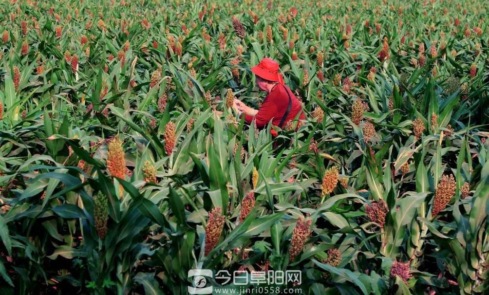 “硬核”文王贡,万亩高粱大丰收!开启文王首届高粱节摄影大赛 “硬核”文王贡,万亩高粱大丰收!开启文王首届高粱节摄影大赛