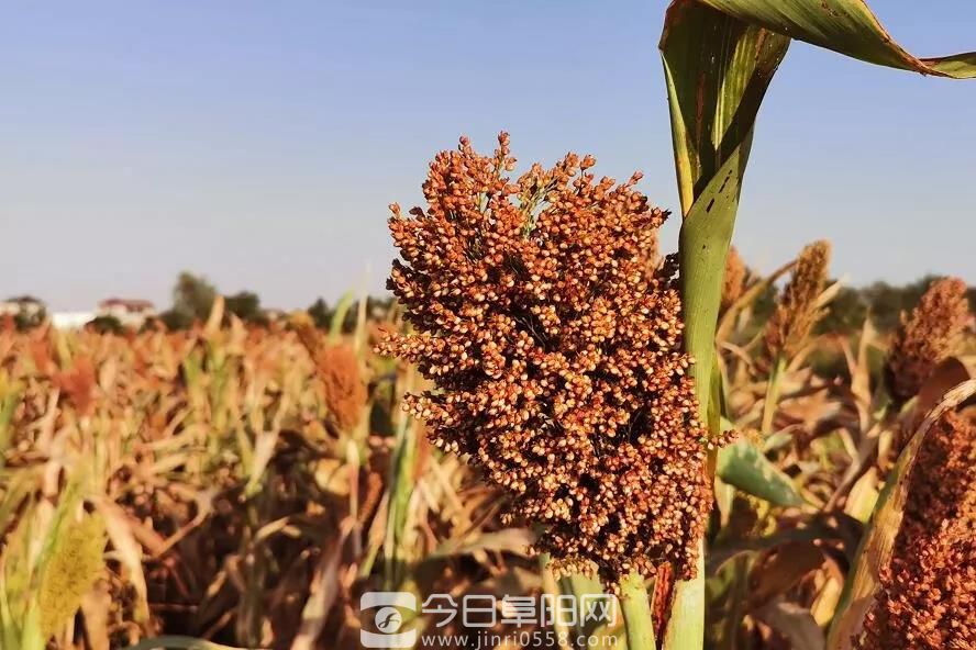 “硬核”文王贡,万亩高粱大丰收!开启文王首届高粱节摄影大赛 “硬核”文王贡,万亩高粱大丰收!开启文王首届高粱节摄影大赛
