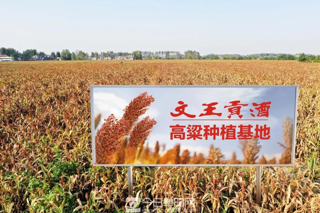 “硬核”文王贡,万亩高粱大丰收!开启文王首届高粱节摄影大赛 “硬核”文王贡,万亩高粱大丰收!开启文王首届高粱节摄影大赛