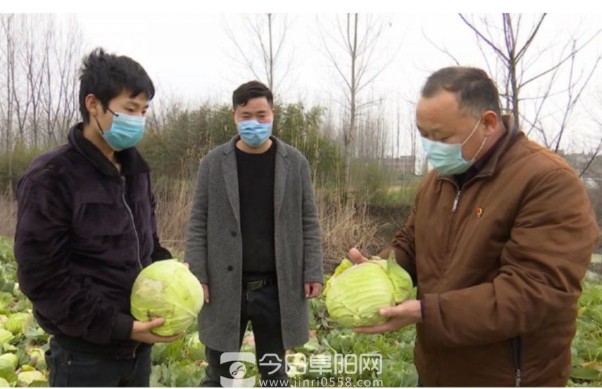 阜南苗集镇产品滞销正犯愁政府搭桥民解忧