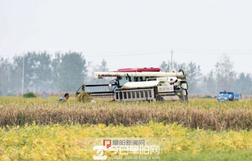 水稻抢收忙